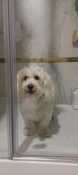Maltese, Köpek  Köpük fotoğrafı