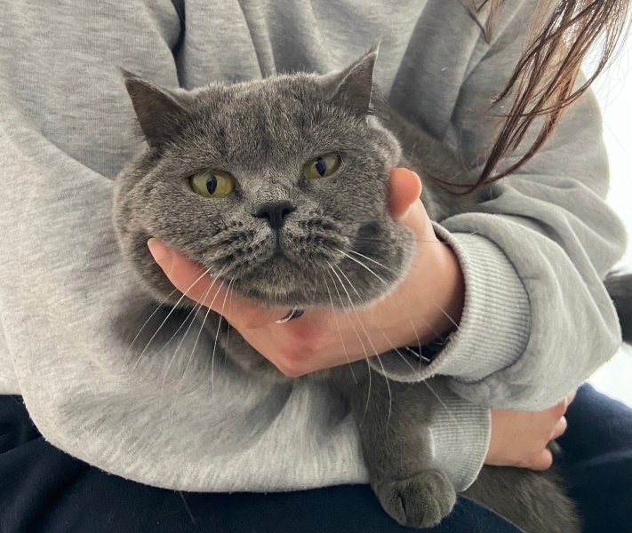 British Shorthair, Kedi  Miya fotoğrafı