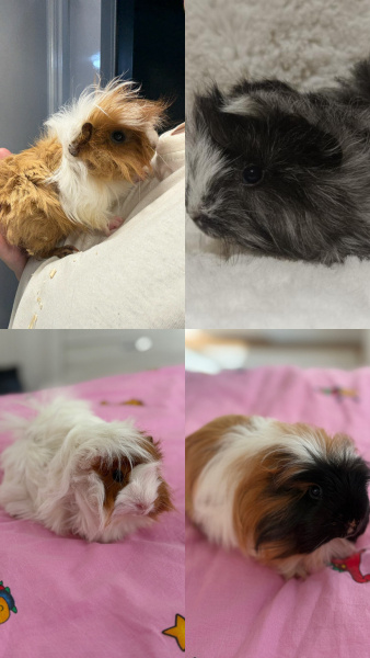 Guinea Pig, Kemirgen  YAVRU GİNEPİG fotoğrafı