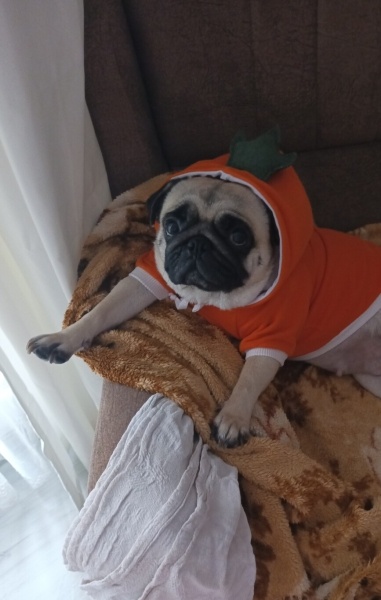Pug, Köpek  Kontes fotoğrafı