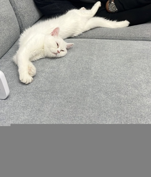 British Longhair, Kedi  Olaf fotoğrafı