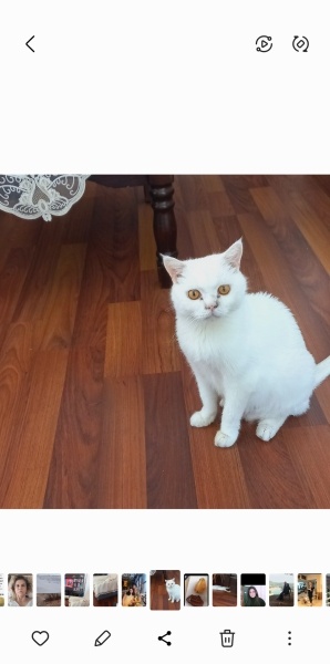 British Shorthair, Kedi  Nefes fotoğrafı