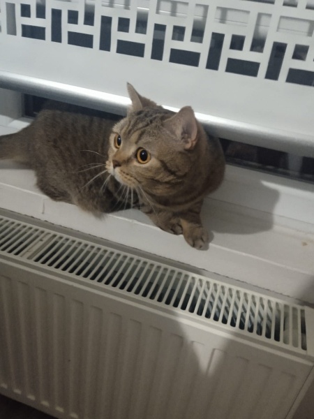 Scottish Fold, Kedi  Fındık fotoğrafı