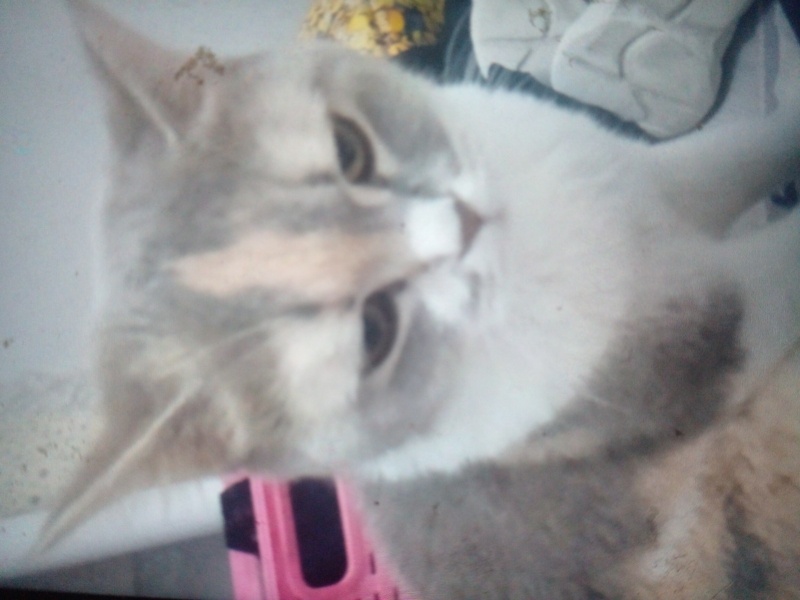 Scottish Fold, Kedi  Muezza fotoğrafı