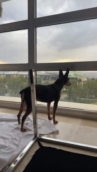 Minyatür Pinscher, Köpek  Huey fotoğrafı