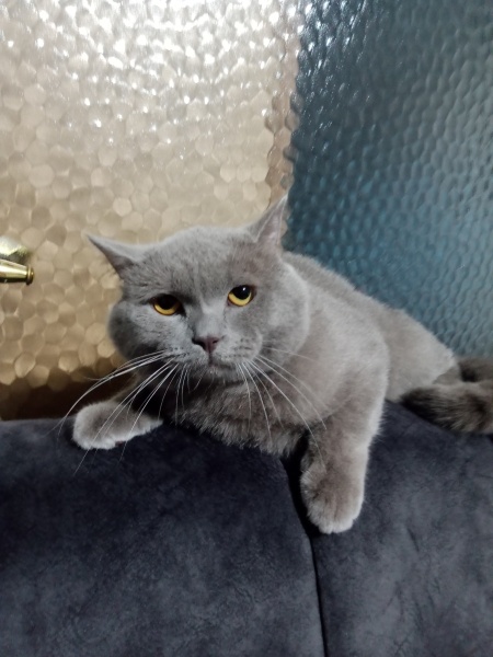 British Shorthair, Kedi  Duman fotoğrafı