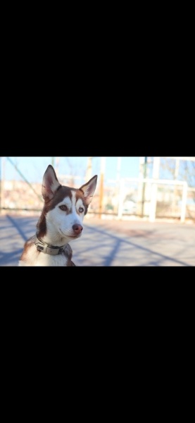 Sibirya Kurdu (Husky), Köpek  Dora fotoğrafı