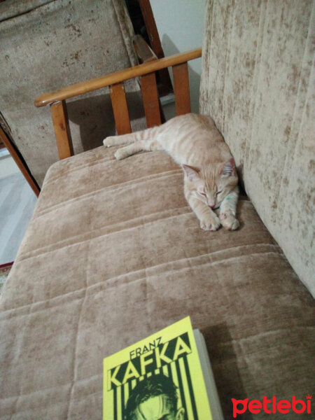 Tekir Kedi, Kedi  Drakula fotoğrafı