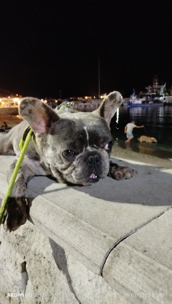Fransız Bulldog, Köpek  Rıfkı fotoğrafı