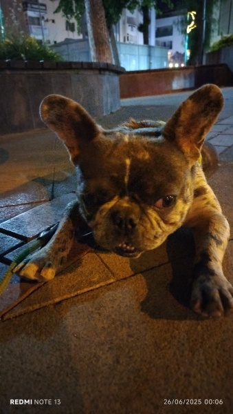 Fransız Bulldog, Köpek  Rıfkı fotoğrafı