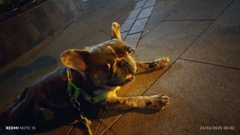 Fransız Bulldog, Köpek  Rıfkı fotoğrafı