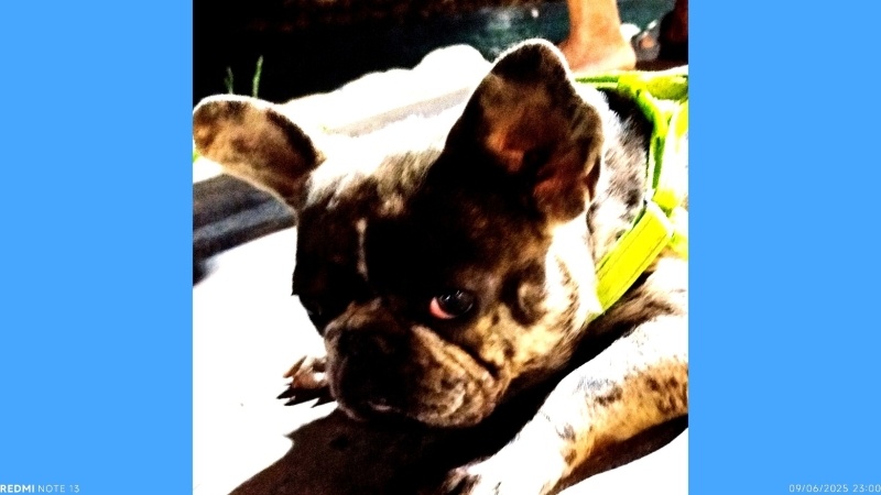 Fransız Bulldog, Köpek  Rıfkı fotoğrafı