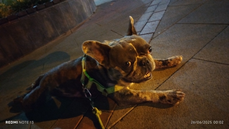 Fransız Bulldog, Köpek  Rıfkı fotoğrafı