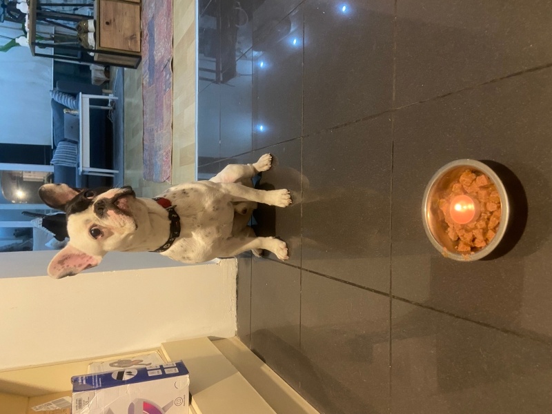 Fransız Bulldog, Köpek  Rush fotoğrafı
