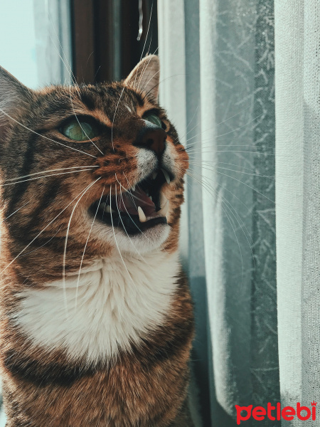 Tekir Kedi, Kedi  Paşa fotoğrafı