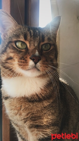 Tekir Kedi, Kedi  Paşa fotoğrafı