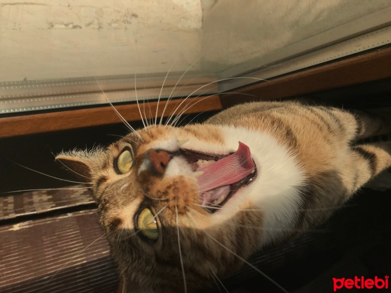 Tekir Kedi, Kedi  Paşa fotoğrafı