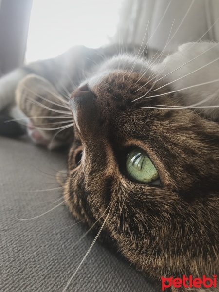 Tekir Kedi, Kedi  Paşa fotoğrafı