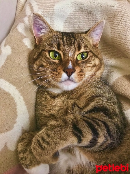 Tekir Kedi, Kedi  Paşa fotoğrafı