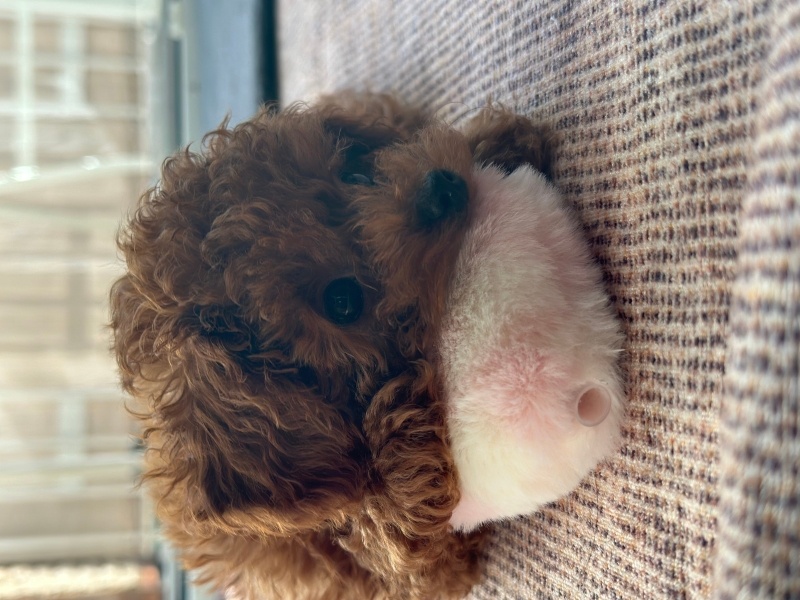 Poodle (Minyatür Kaniş), Köpek  Maya fotoğrafı