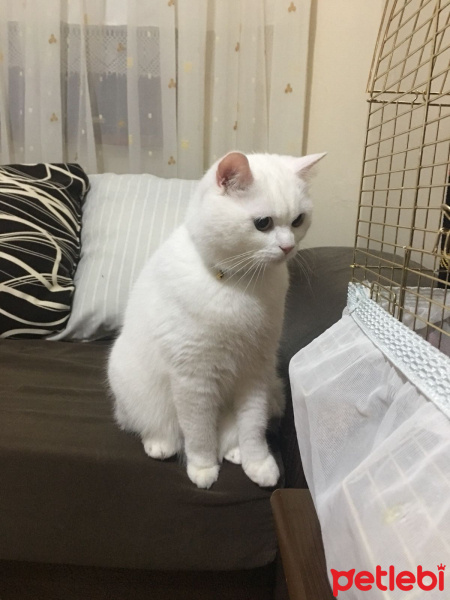 British Shorthair, Kedi  timy fotoğrafı