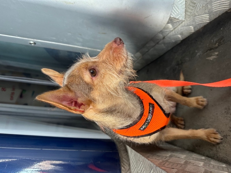 Yorkshire Terrier, Köpek  Leyloş / Leyla fotoğrafı