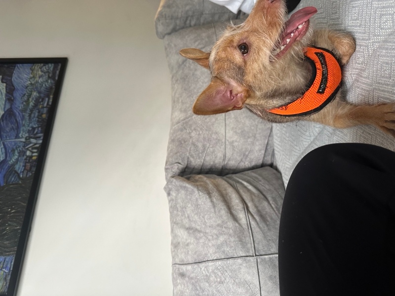 Yorkshire Terrier, Köpek  Leyloş / Leyla fotoğrafı