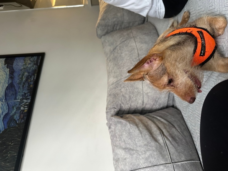 Yorkshire Terrier, Köpek  Leyloş / Leyla fotoğrafı
