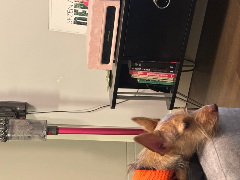 Yorkshire Terrier, Köpek  Leyloş / Leyla fotoğrafı