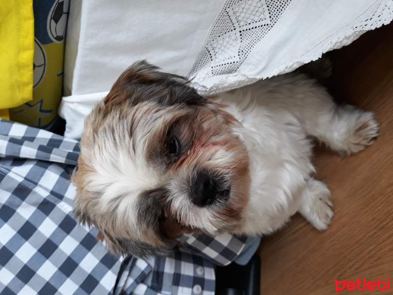 Maltese, Köpek  Koko fotoğrafı