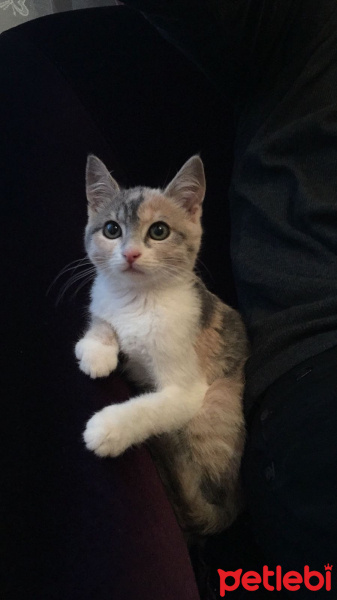 Abyssinian, Kedi  Fıstık fotoğrafı