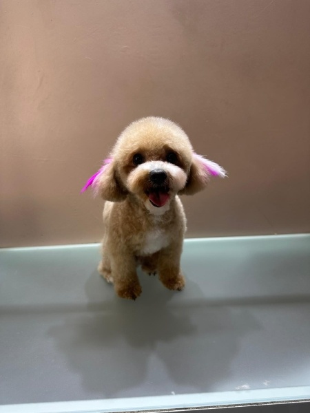 Poodle (Minyatür Kaniş), Köpek  Lucky fotoğrafı