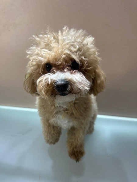 Poodle (Minyatür Kaniş), Köpek  Lucky fotoğrafı