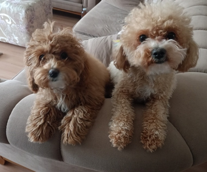 Poodle (Minyatür Kaniş), Köpek  Lucky fotoğrafı
