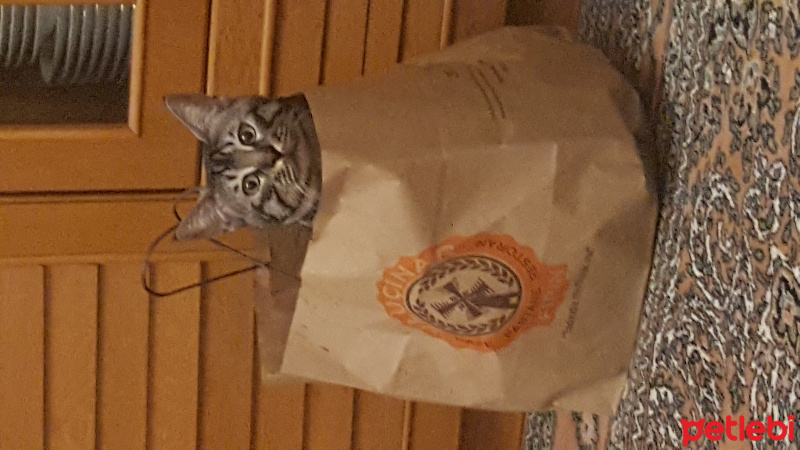 Bengal, Kedi  Mia fotoğrafı