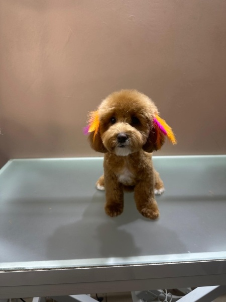 Poodle (Minyatür Kaniş), Köpek  Lucy fotoğrafı