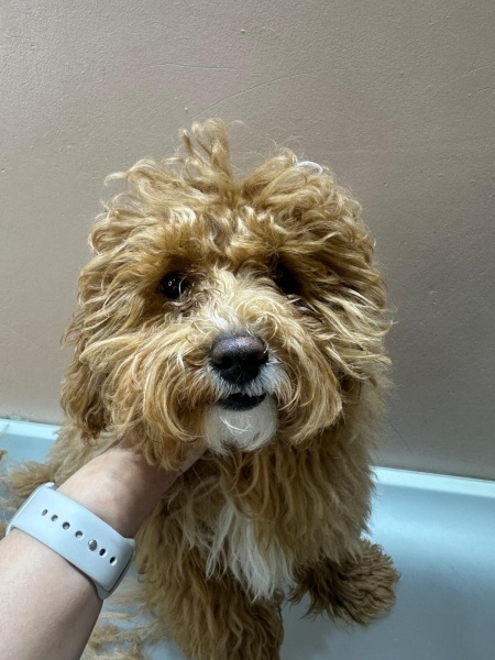 Poodle (Minyatür Kaniş), Köpek  Lucy fotoğrafı