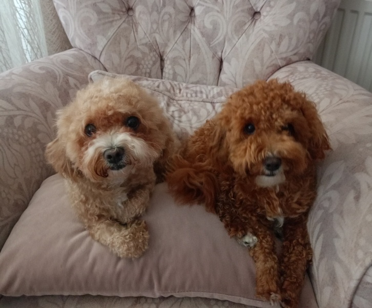 Poodle (Minyatür Kaniş), Köpek  Lucy fotoğrafı