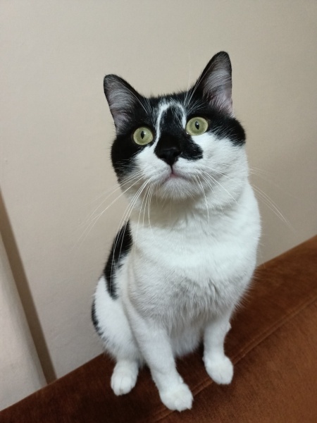 Tuxedo (Smokin) Kedi, Kedi  FİKO fotoğrafı