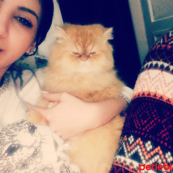 İran Kedisi (Persian), Kedi  Pepe fotoğrafı