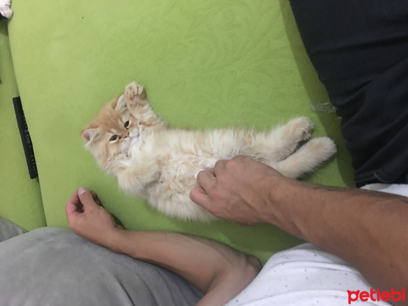 İran Kedisi (Persian), Kedi  Pepe fotoğrafı