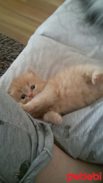 İran Kedisi (Persian), Kedi  Pepe fotoğrafı