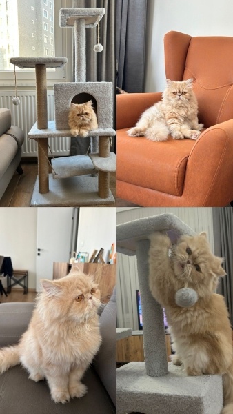 İran Kedisi (Persian), Kedi  ŞERO fotoğrafı
