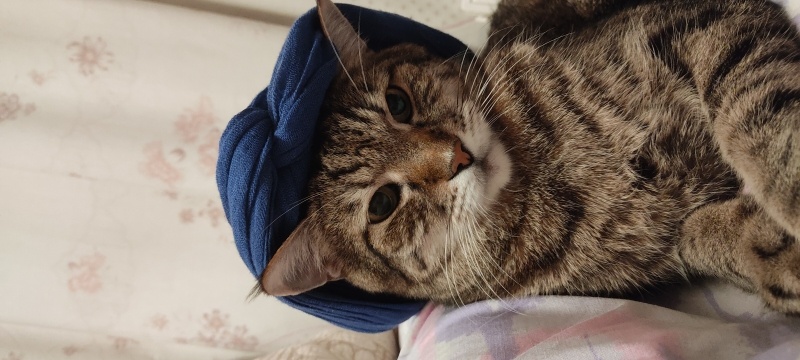 Tekir Kedi, Kedi  Şans fotoğrafı