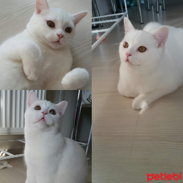 Scottish Fold, Kedi  Bulut  fotoğrafı