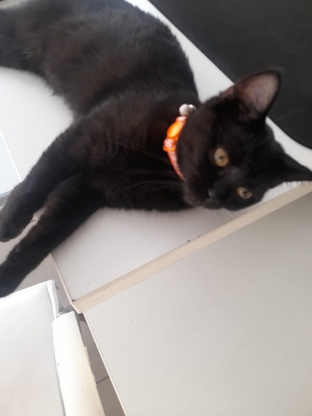Bombay, Kedi  Batsy fotoğrafı