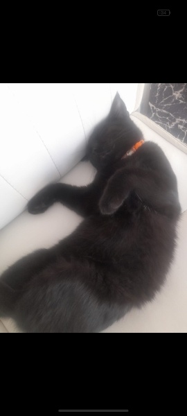 Bombay, Kedi  Batsy fotoğrafı