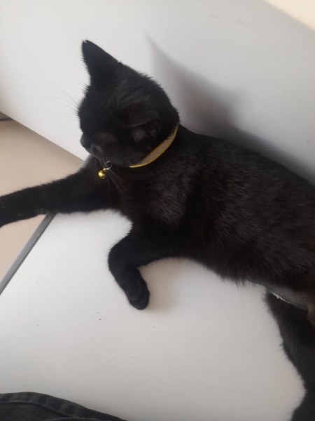 Bombay, Kedi  Batsy fotoğrafı