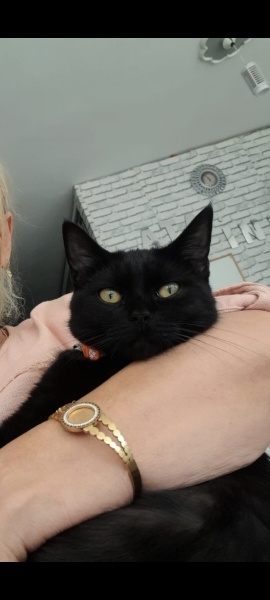 Bombay, Kedi  Batsy fotoğrafı