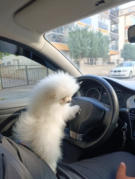 Pomeranyalı, Köpek  Çapkın fotoğrafı